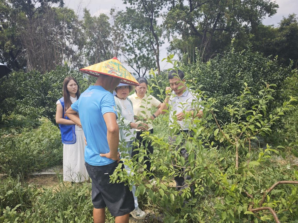 专家学者与镇里人员在果园实地调研，查看果树生长